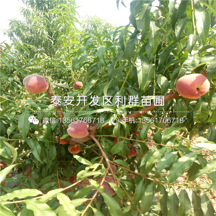 山东桃树树苗出售基地