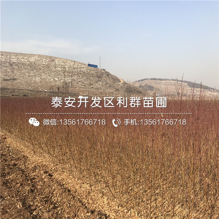 桃樹嫁接苗多久能結(jié)果