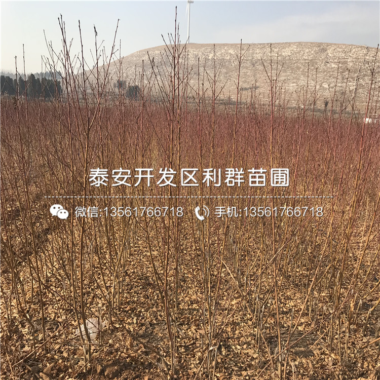 山东桃树树苗出售基地