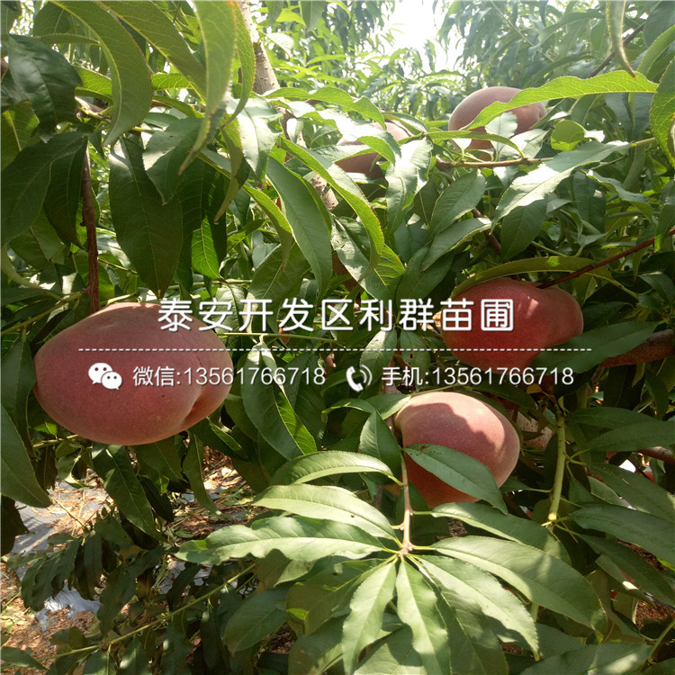 桃樹小苗批發(fā)、2019年桃樹小苗報(bào)價(jià)多少