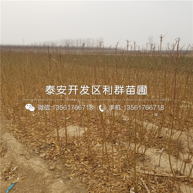 山東桃樹嫁接苗格多少