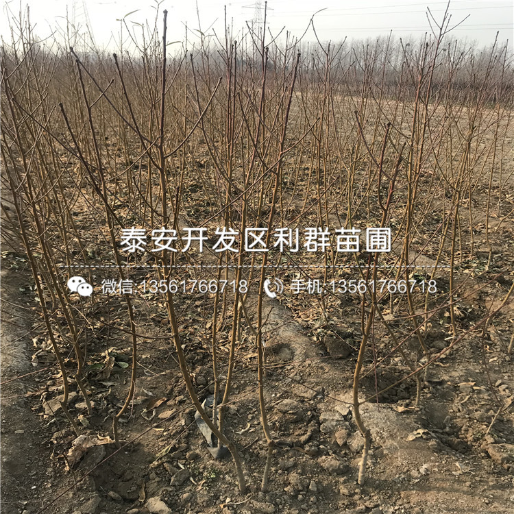 桃樹價格是多少