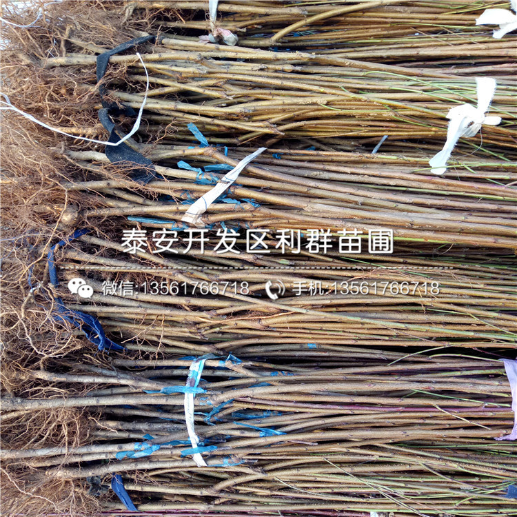 山東馬甲子苗、山東馬甲子苗批發(fā)