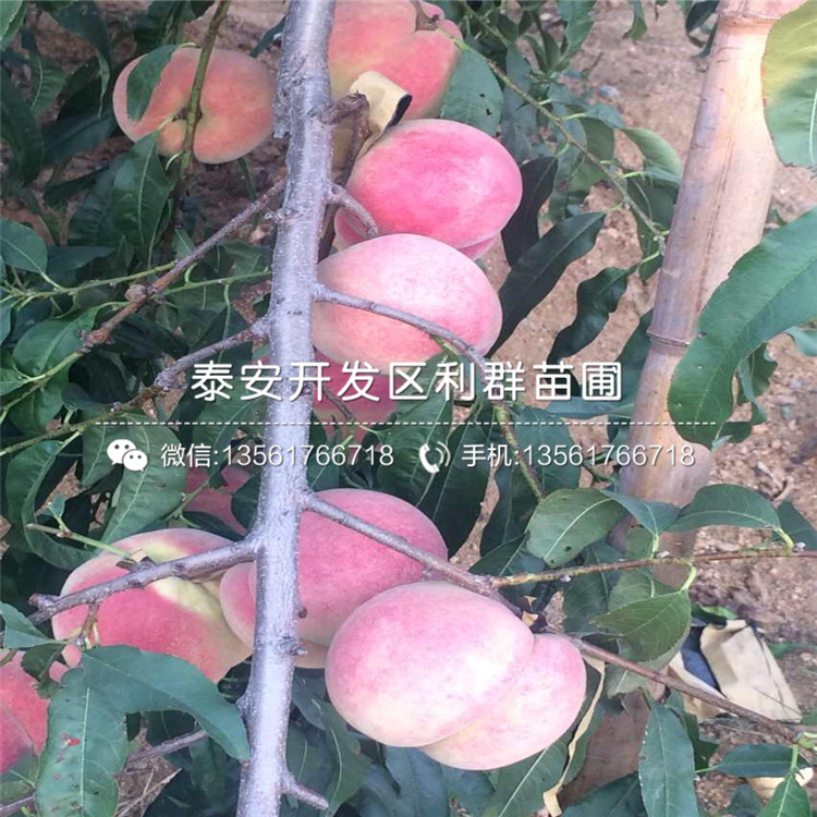 山東桃樹小苗價格、山東桃樹小苗多少錢一棵
