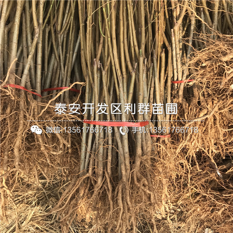 桃樹嫁接苗新品種