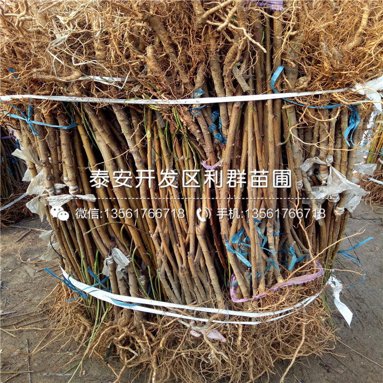 桃樹實生苗批發(fā)、桃樹實生苗基地