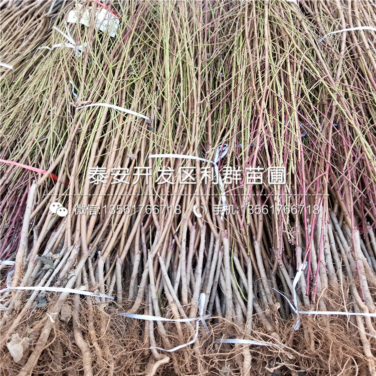批發(fā)桃樹(shù)原生苗、桃樹(shù)原生苗多少錢(qián)一棵