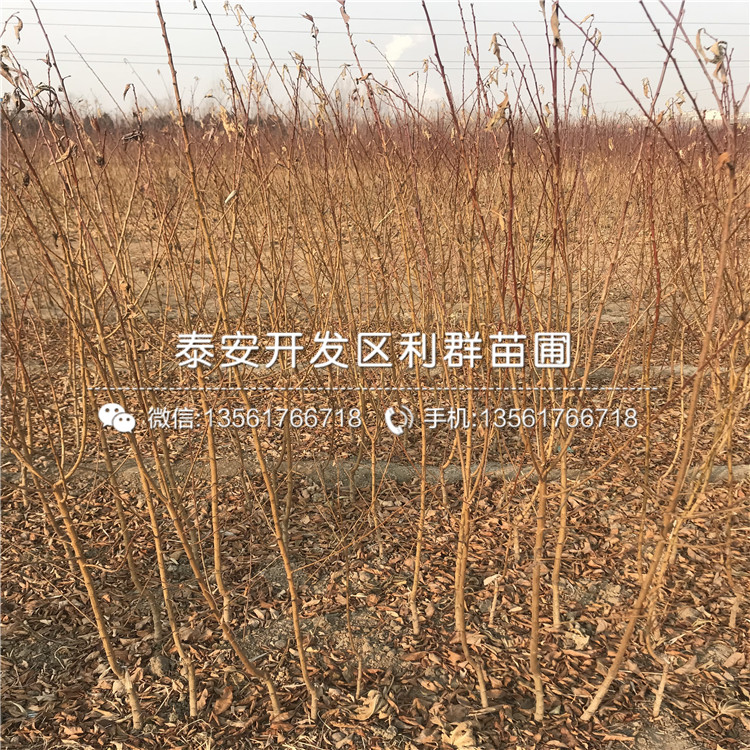 新品種桃樹樹苗價格