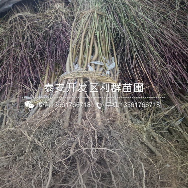 哪里有賣臭橘樹種苗的、2019年臭橘樹種苗多少錢一棵