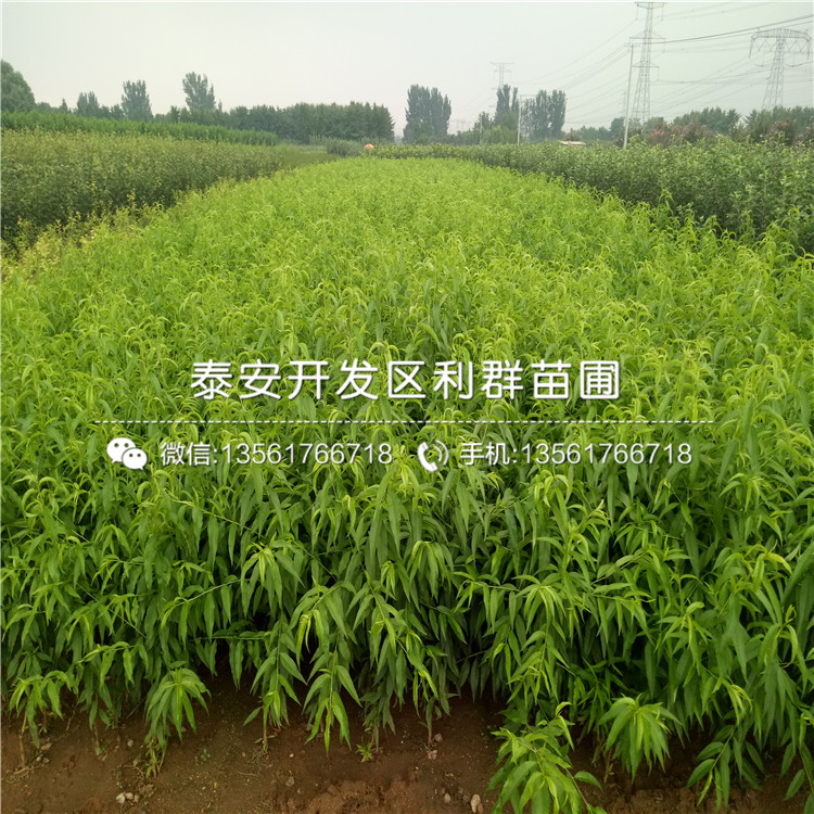 哪里有賣臭橘樹種苗的、2019年臭橘樹種苗多少錢一棵