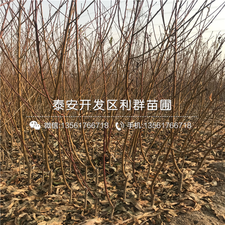 山東桃樹種苗、山東桃樹種苗出售價格多少
