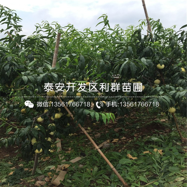 山東桃樹實生苗、桃樹實生苗價格