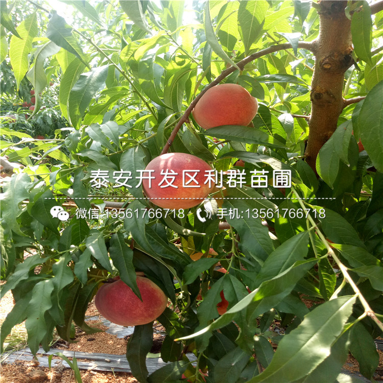 桃樹小苗價(jià)位多少