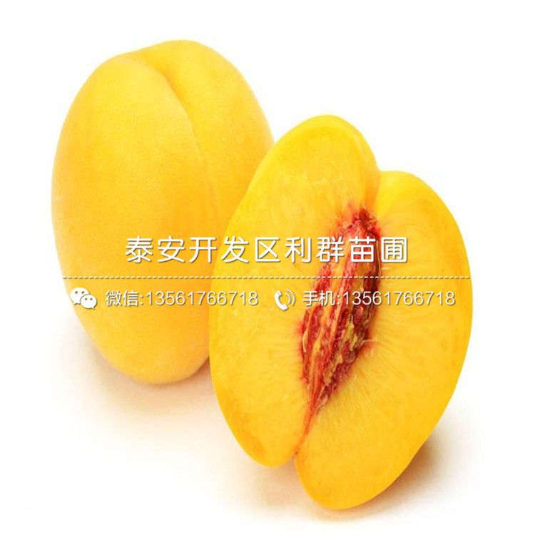 山東籬笆樹種苗、籬笆樹種苗批發(fā)基地