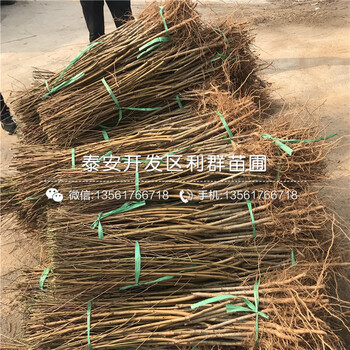 2公分桃樹樹苗、2公分桃樹樹苗價(jià)格