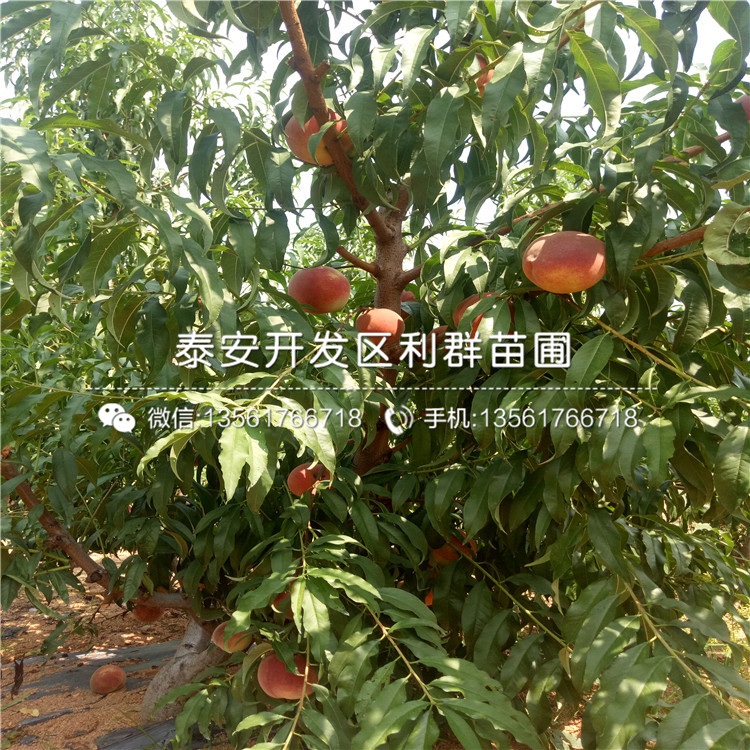 山東桃樹(shù)實(shí)生苗格、山東桃樹(shù)實(shí)生苗價(jià)格是多少