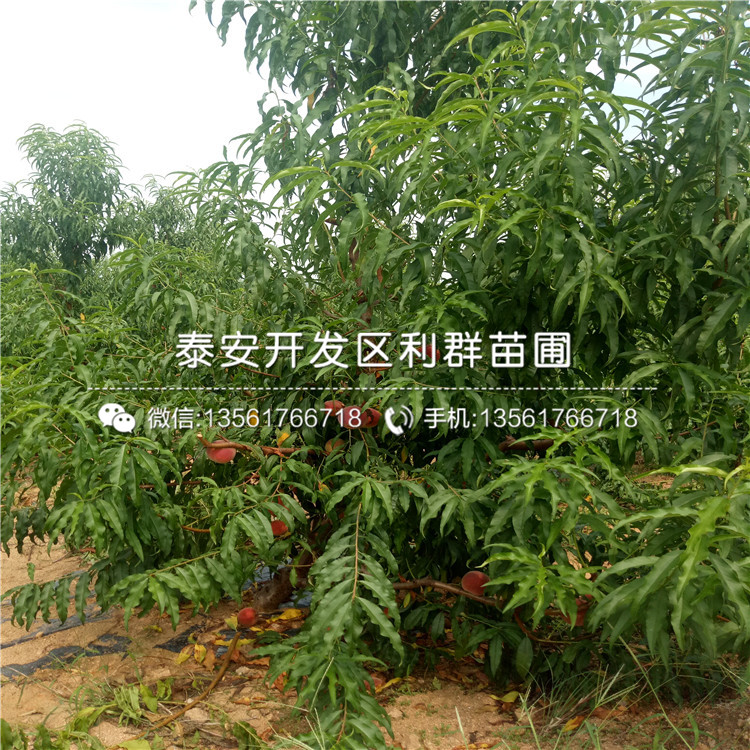 出售桃樹嫁接苗、桃樹嫁接苗出售基地