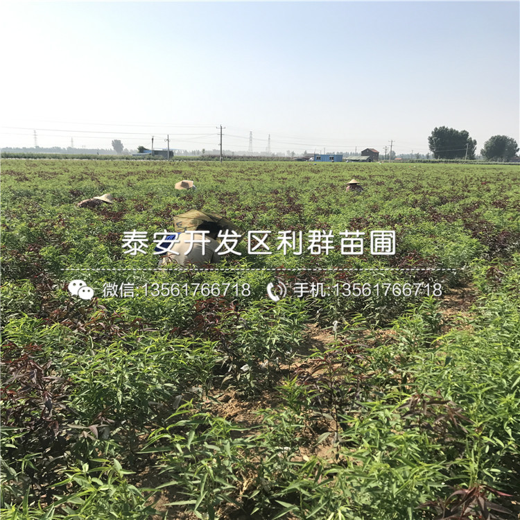 桃樹樹苗格、桃樹樹苗出售價格多少