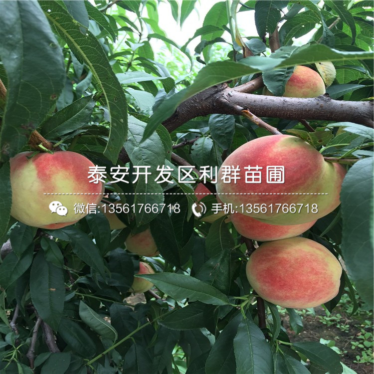 桃樹嫁接苗品種、2018年桃樹嫁接苗新品種