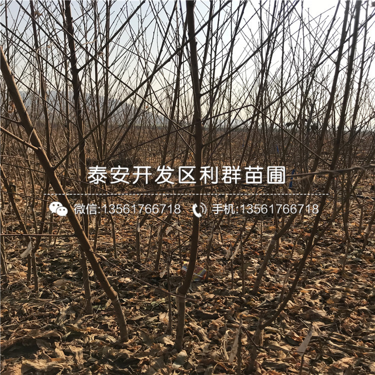 山東馬甲子苗、山東馬甲子苗批發(fā)