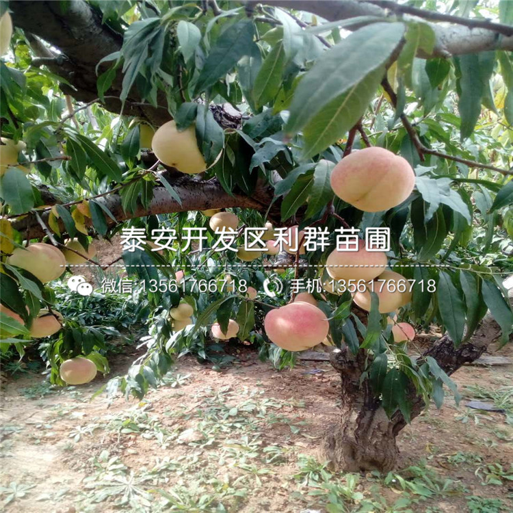 哪里有賣臭橘種子的