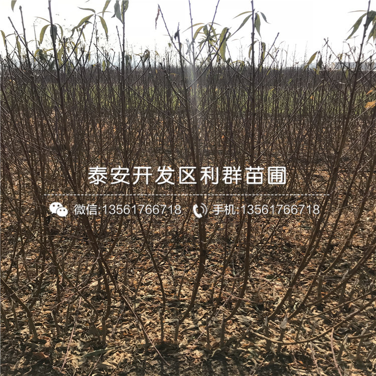 2019年桃樹(shù)小苗、桃樹(shù)小苗批發(fā)基地