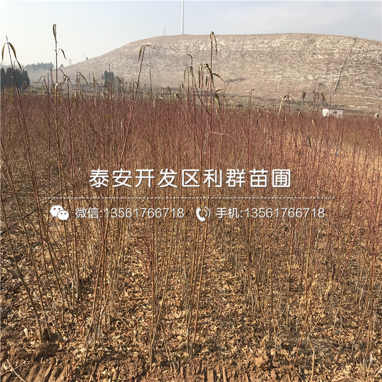 桃樹種苗出售、桃樹種苗出售價格
