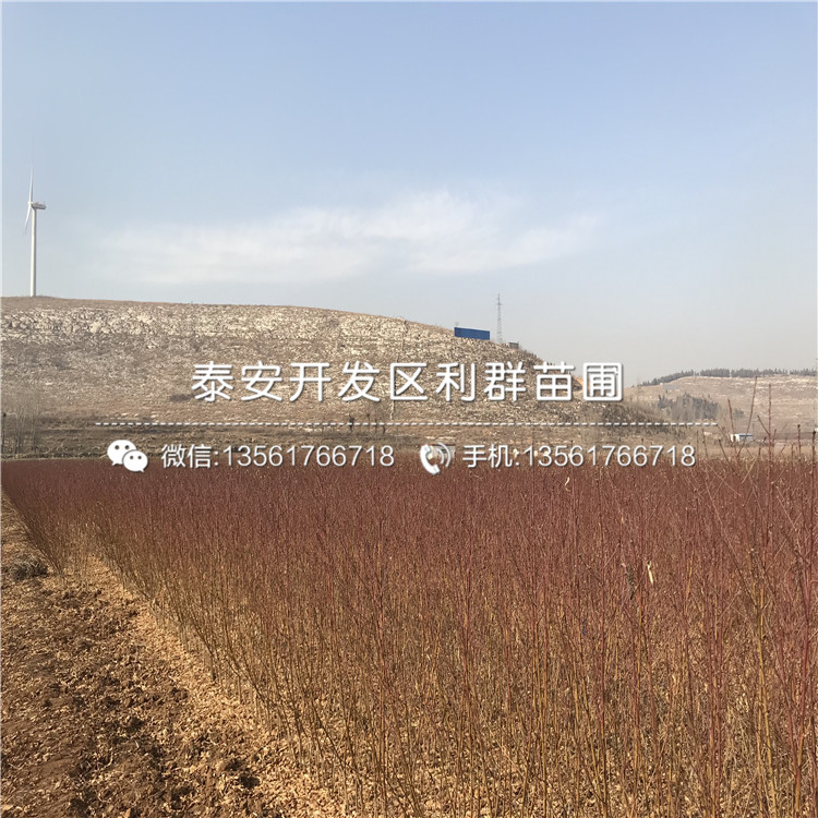 一棵桃樹原生苗多少錢