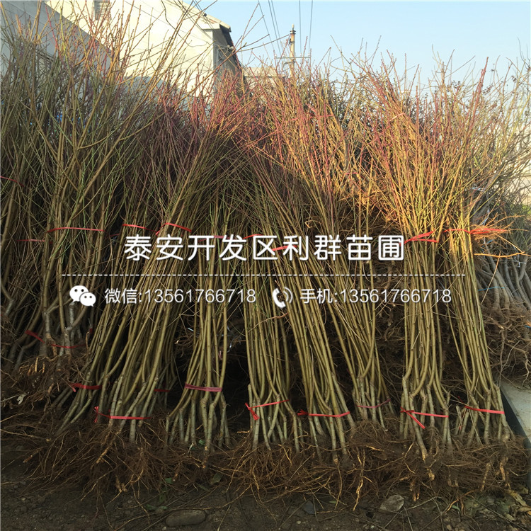 批發(fā)桃樹小苗價(jià)格是多少