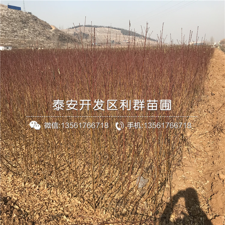 新品種桃樹實生苗基地
