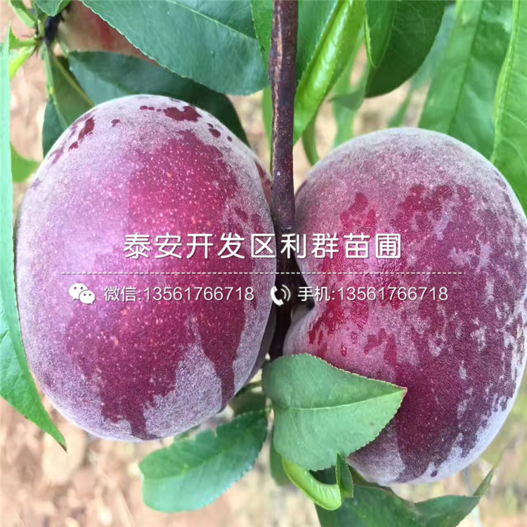 批發(fā)桃樹小苗價(jià)格是多少