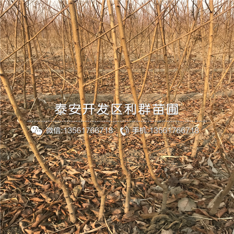 桃樹小苗基地
