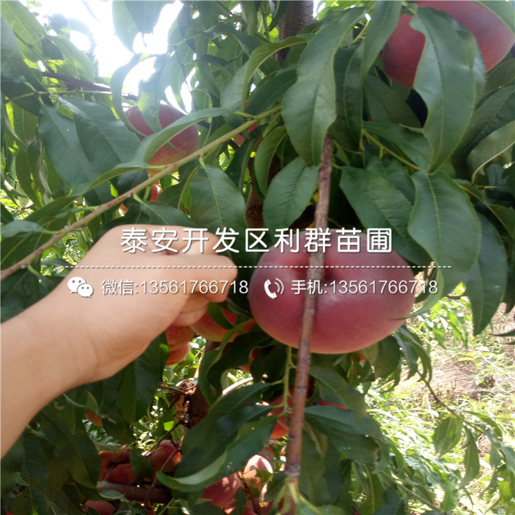 桃樹(shù)樹(shù)苗價(jià)格是多少、桃樹(shù)樹(shù)苗多少錢(qián)一棵