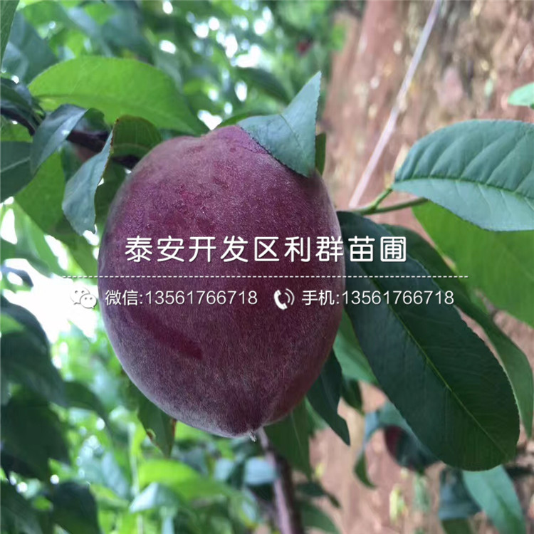 2018年桃樹小苗出售價格