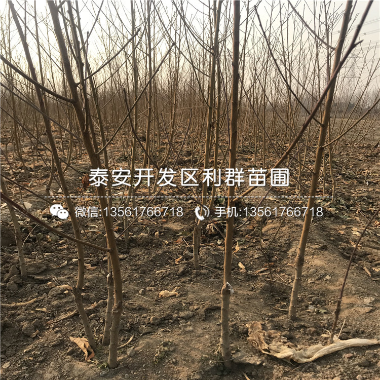 臭橘樹種苗、臭橘樹種苗什么價(jià)位