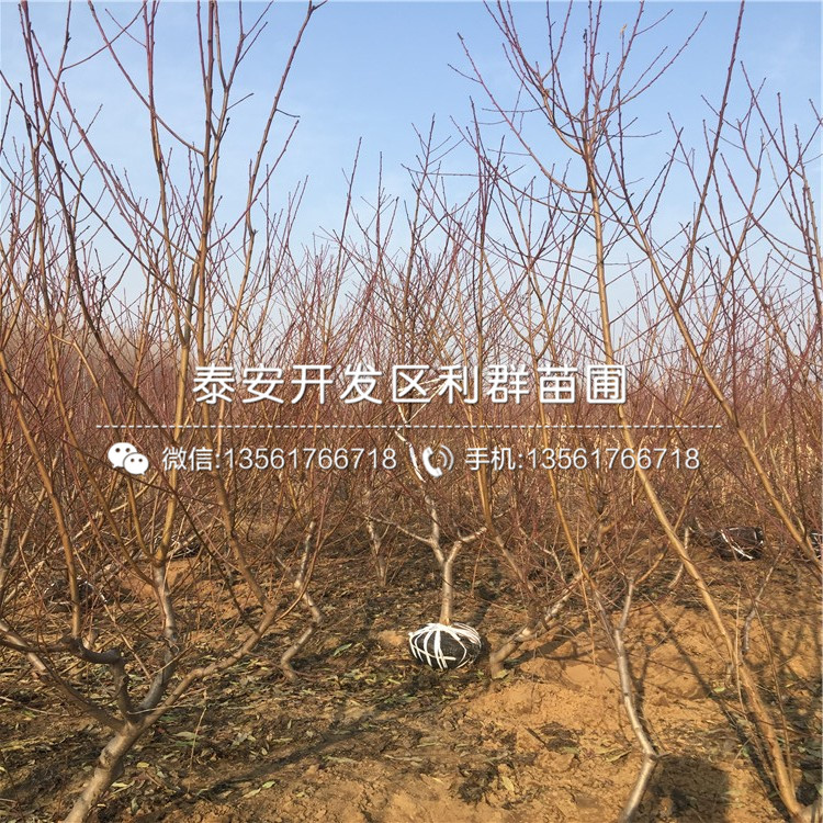 山東桃樹(shù)實(shí)生苗格、山東桃樹(shù)實(shí)生苗價(jià)格是多少