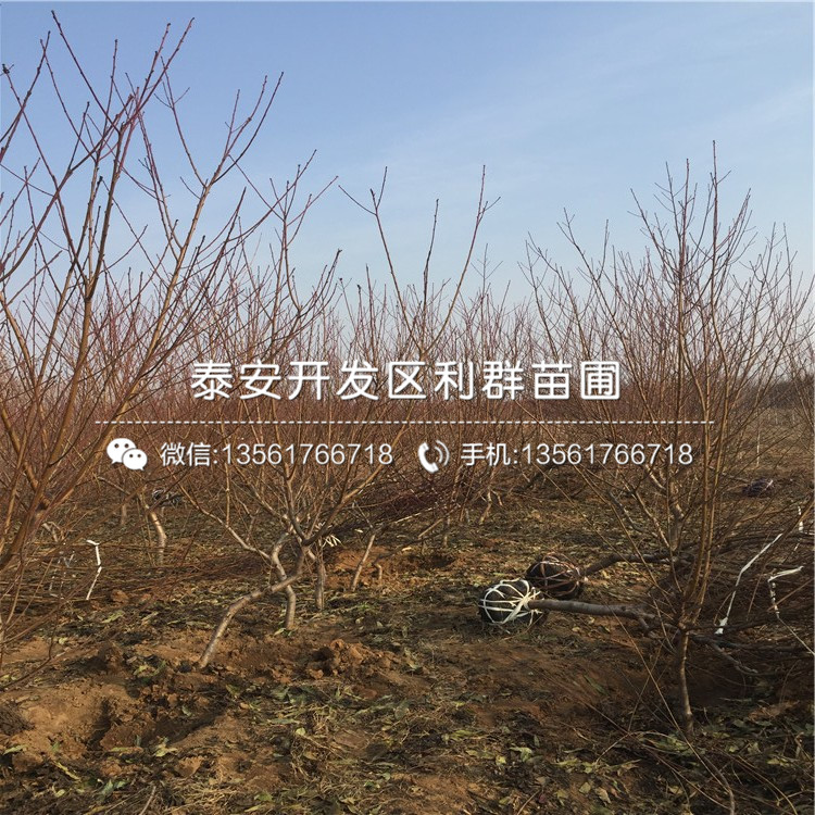 桃樹實生苗出售價格、桃樹實生苗格是多少