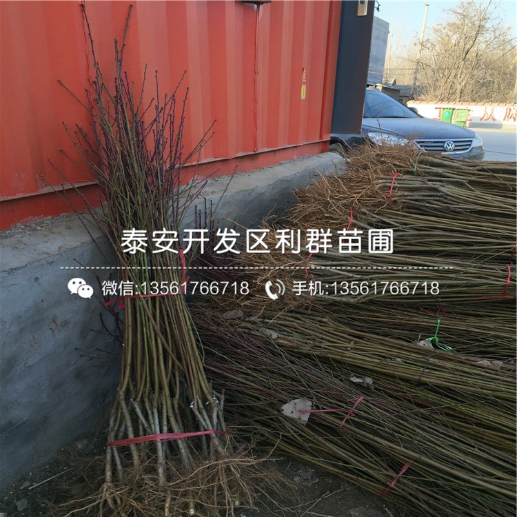 桃樹樹苗品種、桃樹樹苗新品種