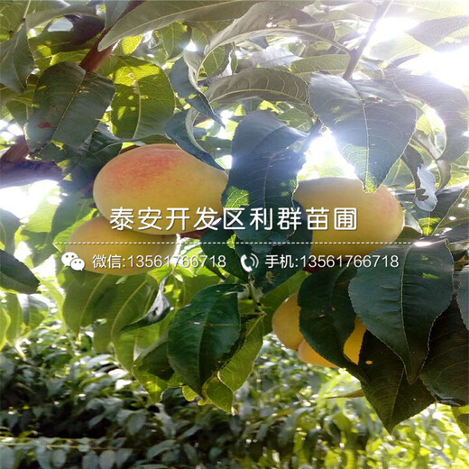 鐵籬笆樹(shù)批發(fā)、鐵籬笆樹(shù)出售基地