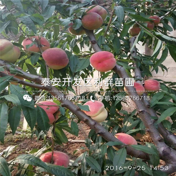 山東鐵籬笆種苗、鐵籬笆種苗批發(fā)基地