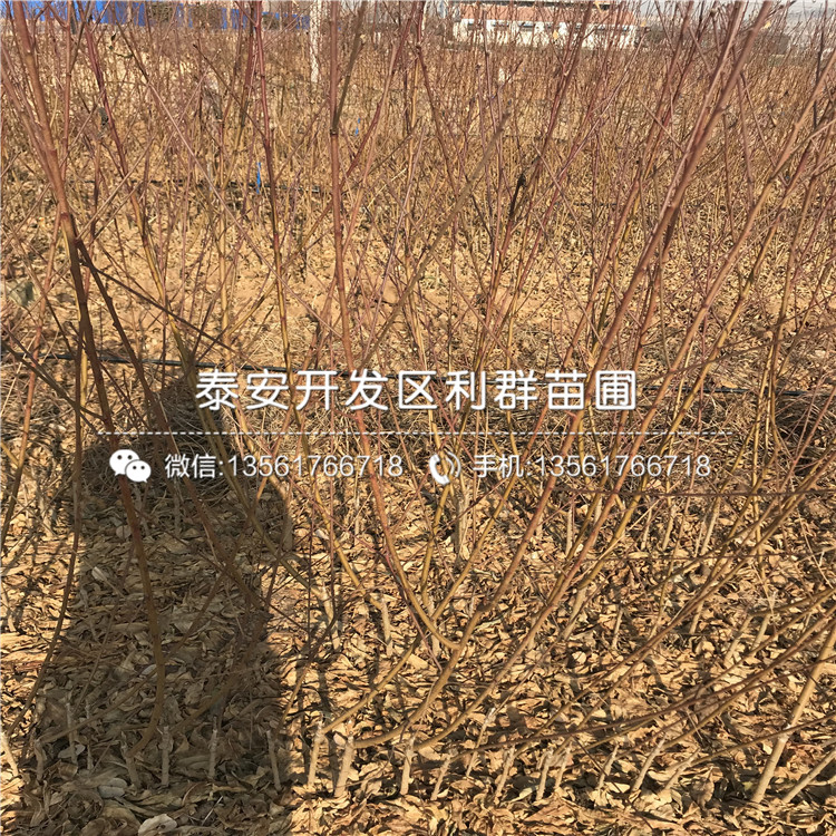 桃樹原生苗、山東桃樹原生苗價格