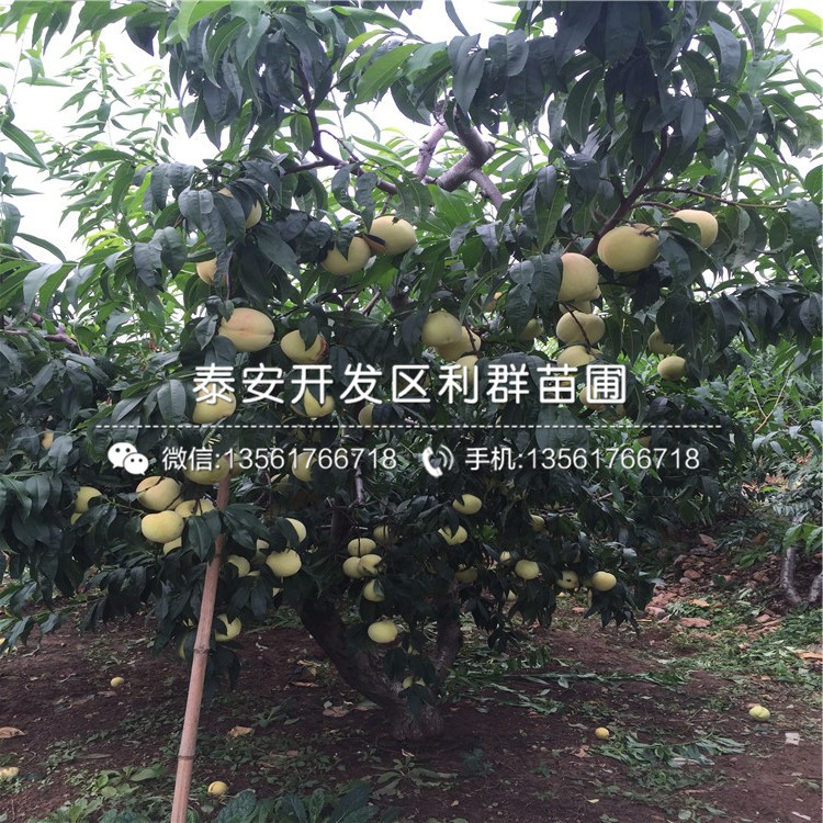 桃樹(shù)小苗出售價(jià)格、桃樹(shù)小苗格是多少