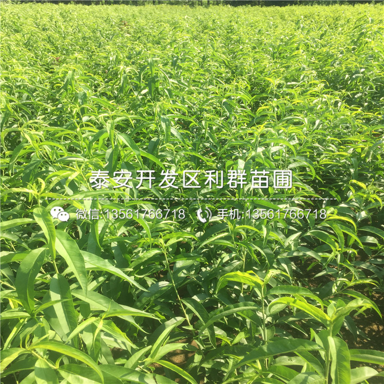 山東桃樹小苗出售價格、山東桃樹小苗批發(fā)基地