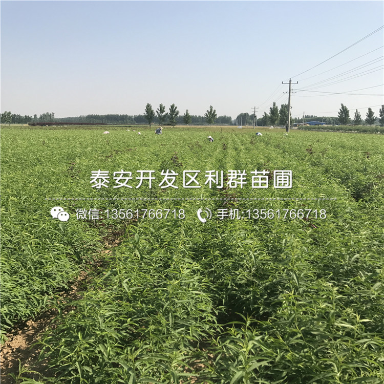 批發(fā)桃樹、桃樹價格多少