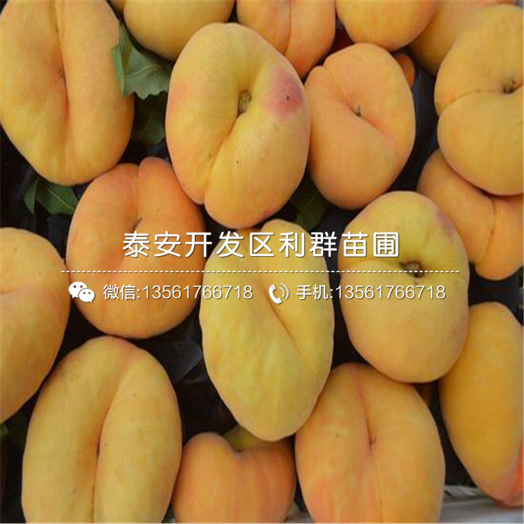 山東桃樹多少錢一棵、山東桃樹出售價格