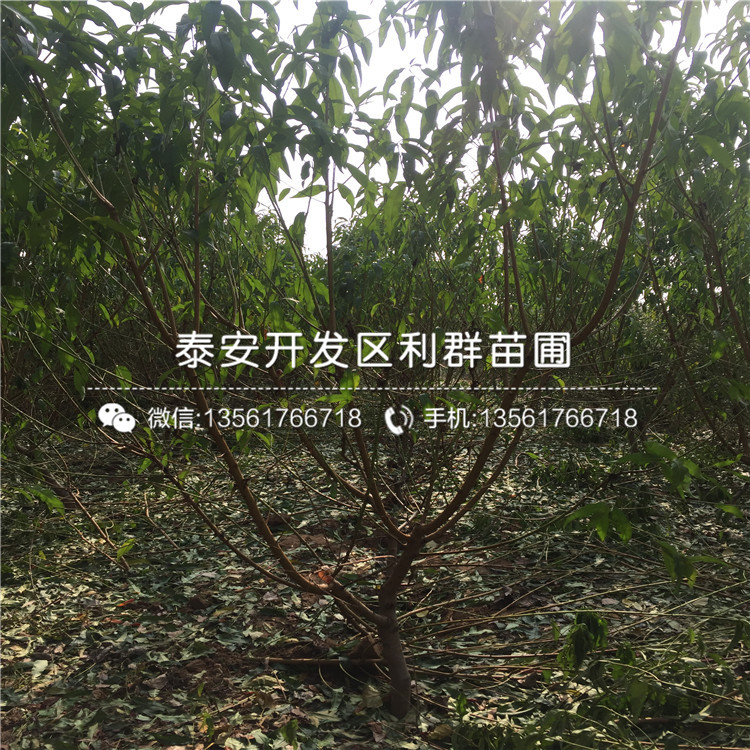 山東桃樹實生苗銷售基地