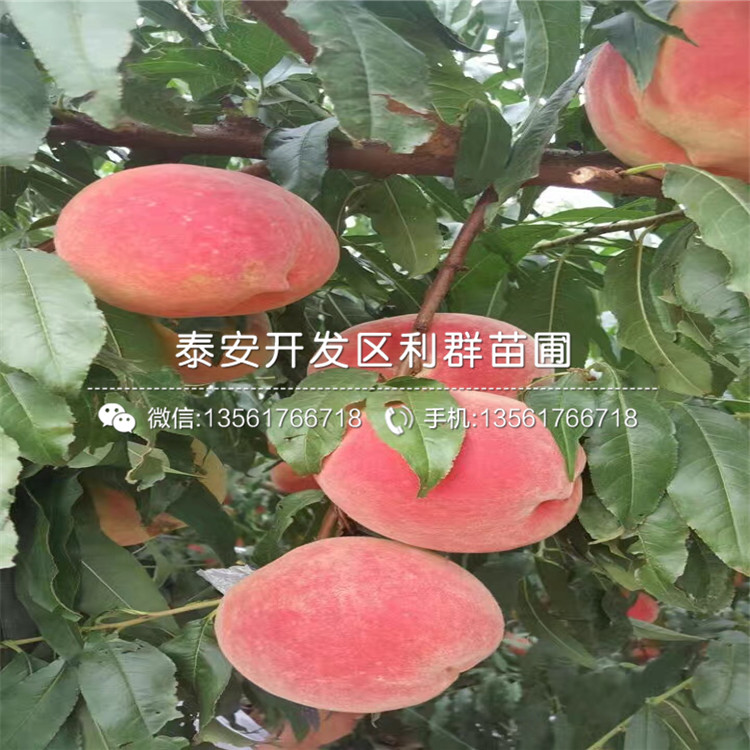 新品种桃树种苗批发价格