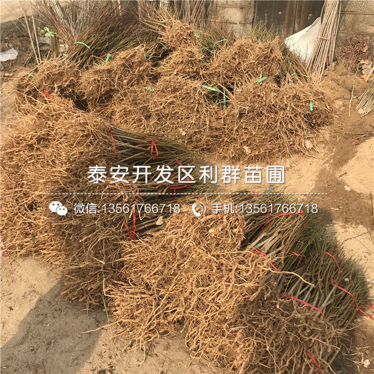 桃樹價格、2019年桃樹價格多少