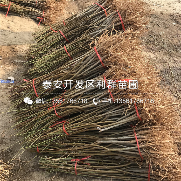 桃樹樹苗價錢