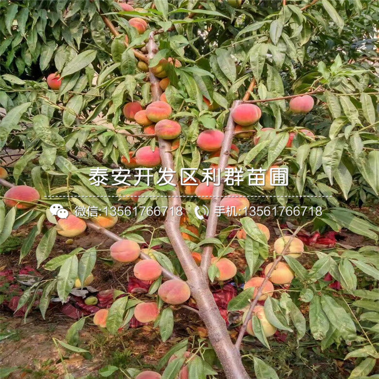 山東桃樹實生苗格、山東桃樹實生苗多少錢一棵